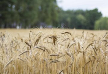 Kneppelhout advocaten vastgoedrecht omgevingsrecht - Ecologische effecten en gewasbeschermingsmiddelen rond Natura 2000-gebieden