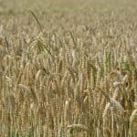 Duurzaamheidsclaims Kneppelhout voedsel landbouw