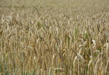 Duurzaamheidsclaims Kneppelhout voedsel landbouw