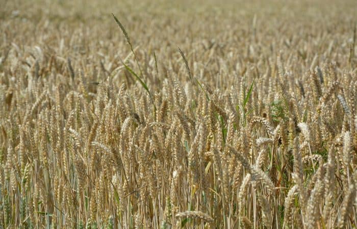 Duurzaamheidsclaims Kneppelhout voedsel landbouw
