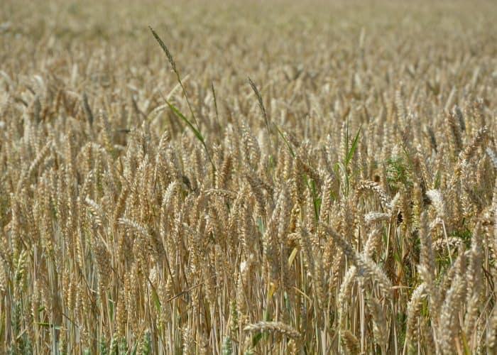 Duurzaamheidsclaims Kneppelhout voedsel landbouw